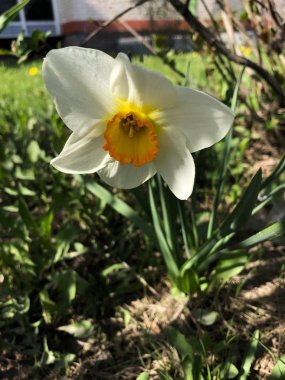 Parkta sarı Narcissus ile güzel beyaz