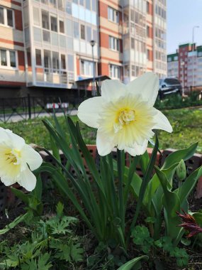 Parkta sarı Narcissus ile güzel beyaz