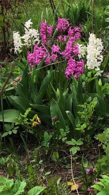 Park'ta güzel beyaz ve leylak çiçekleri