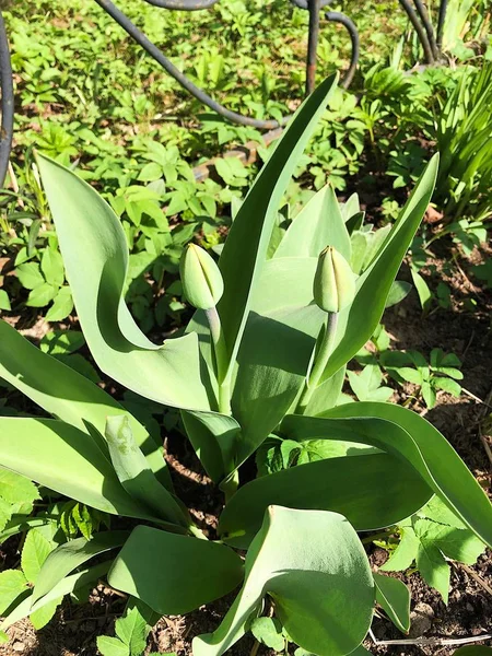 Lindas Tulipas Com Folhas Verdes Parque — Fotografia de Stock