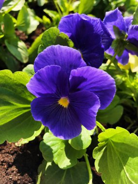 Park görünümünde güzel mavi menekşe