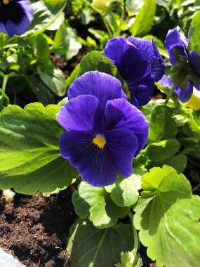 Park görünümünde güzel mavi menekşe