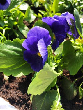 Park görünümünde güzel mavi menekşe