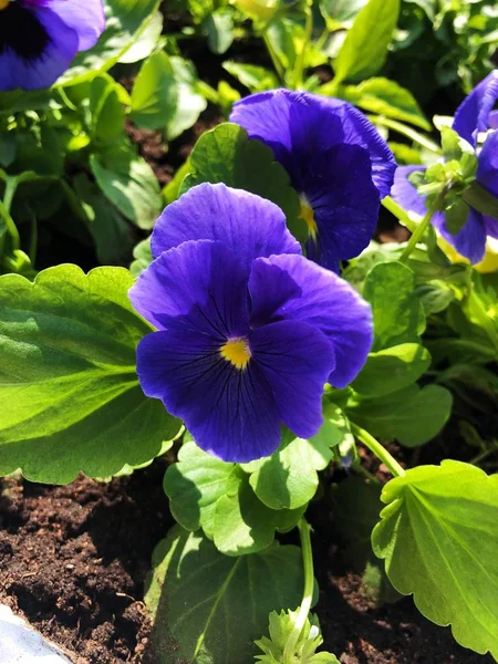 Park görünümünde güzel mavi menekşe