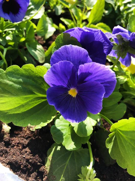 Park görünümünde güzel mavi menekşe