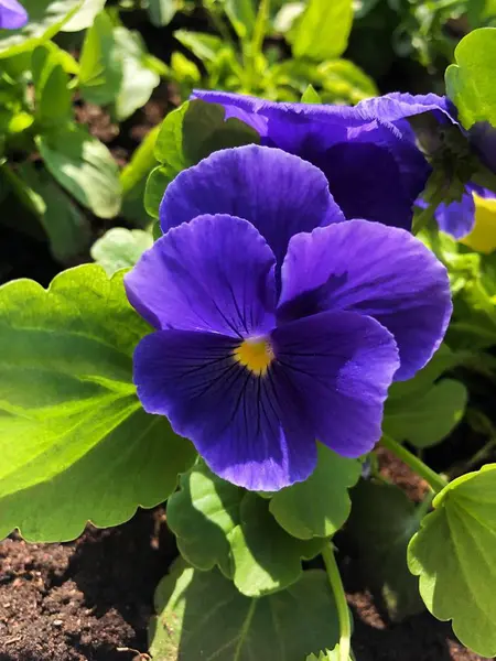 Park görünümünde güzel mavi menekşe