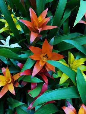 Piyasada güzel sarı ve turuncu lilyum