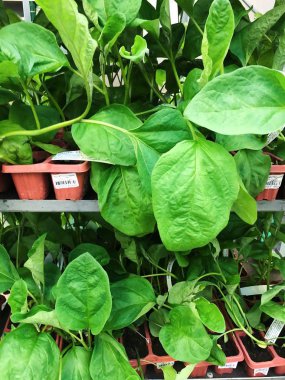 Pazar görünümünde güzel yeşil bitki 