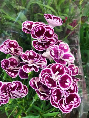 Pazar görünümünde güzel mor çiçekler 