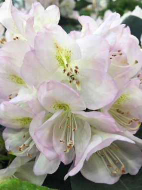 Pazar görünümünde güzel pembe çiçekler 