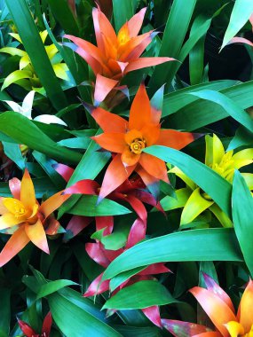 Piyasada güzel sarı ve turuncu lilyum