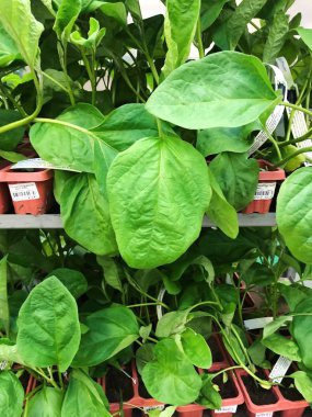 Pazar görünümünde güzel yeşil bitki 