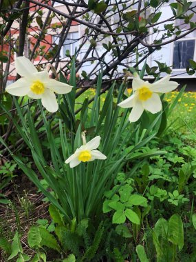 Parkta sarı Narcissus ile güzel beyaz 