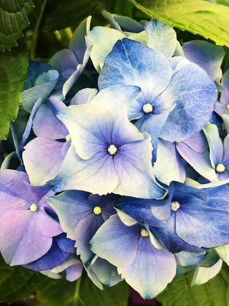 Vackra Lila Blommor Marknaden Utsikt — Stockfoto