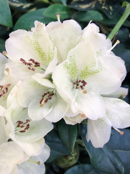 Piękne Białe Kwiaty Widok Rynku — Zdjęcie stockowe