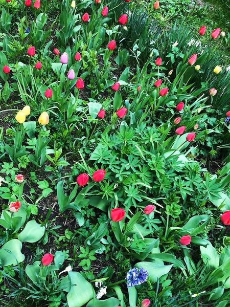 Красивые Красочные Тюльпаны Видом Парк — стоковое фото