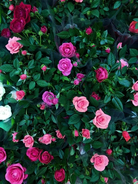 市場の白とピンクのバラ — ストック写真