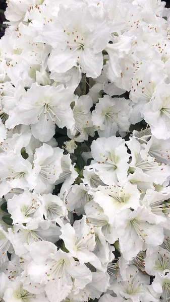 Beautiful White Flowers Market View — Stock Photo, Image