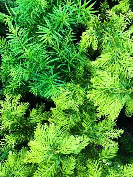 Красива Зелена Квітка Ринку — стокове фото