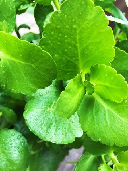 Hermosa Flor Verde Vista Del Mercado — Foto de Stock