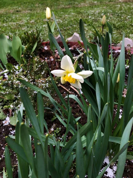Krásná Bílá Žlutým Narcisissus Parku — Stock fotografie