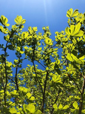 Gökyüzüne karşı Parkta güzel ağaçlar 