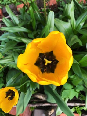 Yaz Park görünümünde güzel sarı Lale