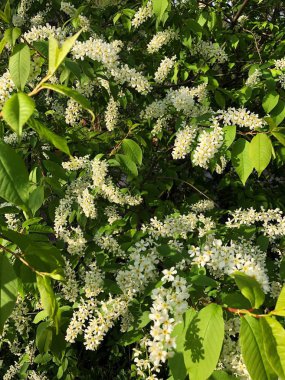 Bahçesinde güzel beyaz çiçekleri olan ağaç. 