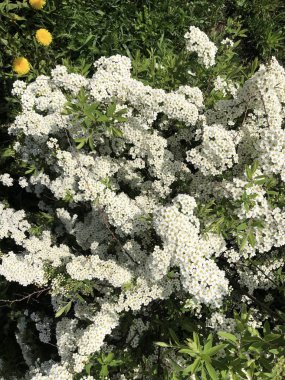 Bahçesinde güzel beyaz çiçekleri olan ağaç. 