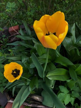 Yaz Park görünümünde güzel sarı Lale 