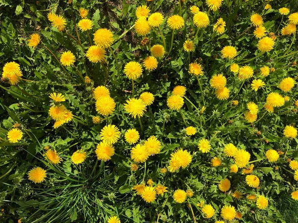 Beautiful Yellow Dandelions Field View — Stock Photo, Image