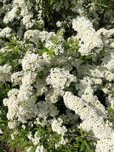 Arbre Avec Belles Fleurs Blanches Dans Jardin — Photo