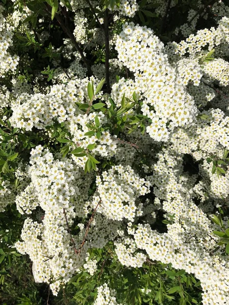 Árbol Con Hermosas Flores Blancas Jardín —  Fotos de Stock