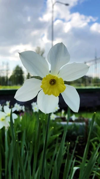 Beau Blanc Avec Narcisse Jaune Dans Parc — Photo