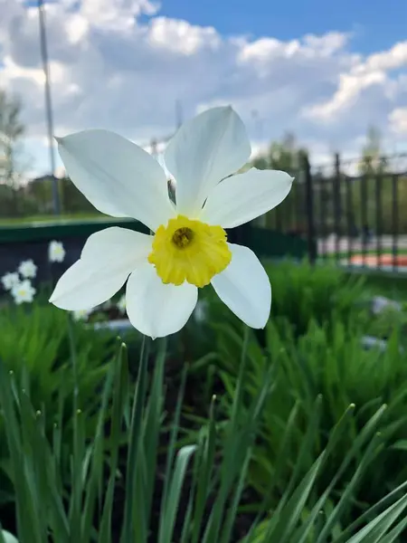 Bellissimo Bianco Con Narciso Giallo Parco — Foto Stock