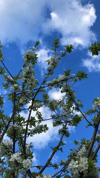 Baum Mit Schönen Weißen Blumen Garten — Stockfoto