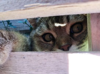 Bahçede çimüzerinde komik kedi