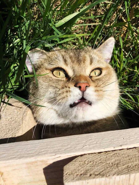 Rolig Katt Gräset Trädgården — Stockfoto