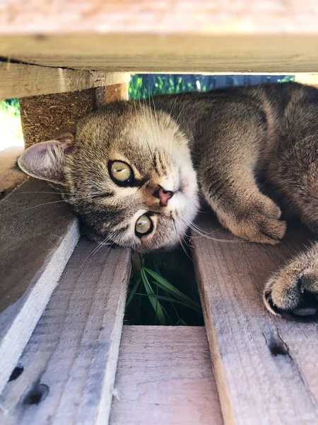 庭の草の上の面白い猫 — ストック写真