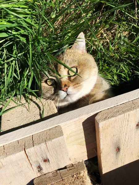 Rolig Katt Gräset Trädgården — Stockfoto