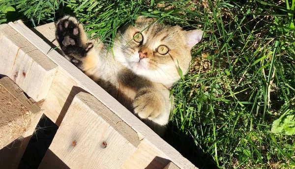 Grappige Kat Het Gras Tuin — Stockfoto