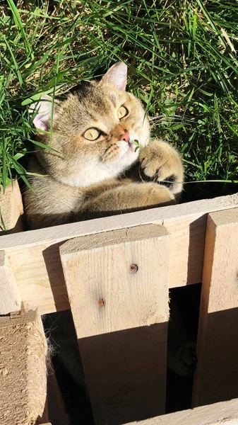 Chat Drôle Sur Herbe Dans Jardin — Photo
