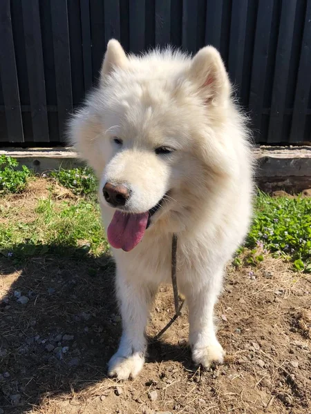 Bahçede Güzel Beyaz Büyük Köpek — Stok fotoğraf