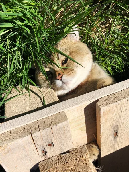 Gato Engraçado Grama Jardim — Fotografia de Stock