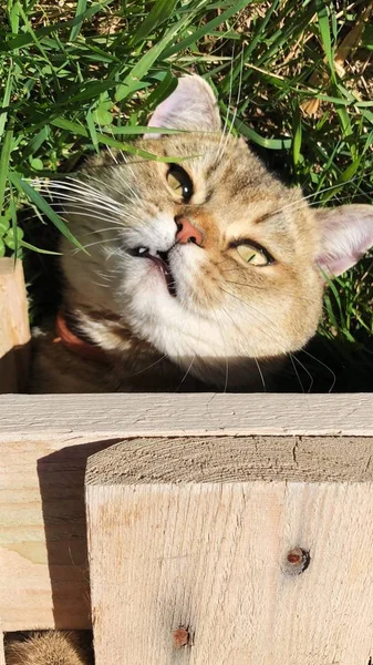 Αστεία Γάτα Στο Γρασίδι Στον Κήπο — Φωτογραφία Αρχείου