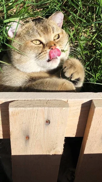 庭の草の上の面白い猫 — ストック写真