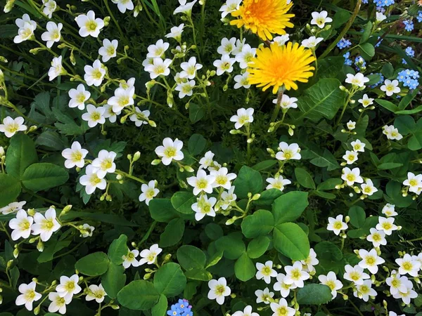 Schöne Weiße Blumen Blick Auf Den Park — Stockfoto