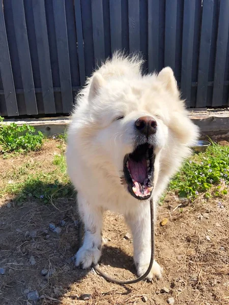 Белая Большая Собака Саду — стоковое фото