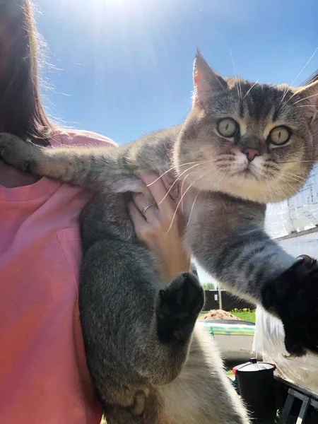 Gatto Divertente Tra Mani Sole — Foto Stock