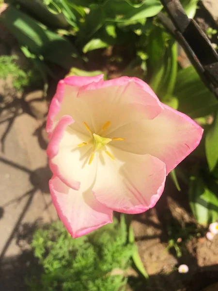 Belle Tulipe Rose Été Vue Sur Parc — Photo